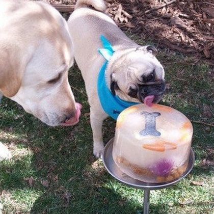 Cake for dogs