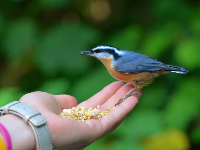 Feeding-Bird