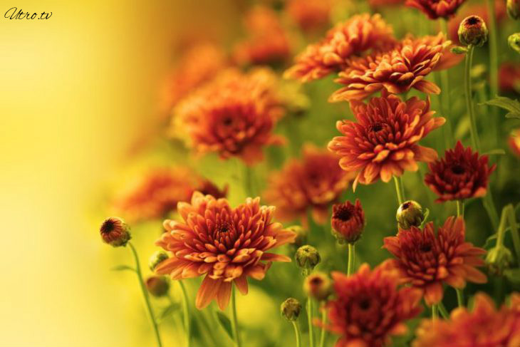 9 самых неприхотливых растений, очищающих воздух от вредных веществ