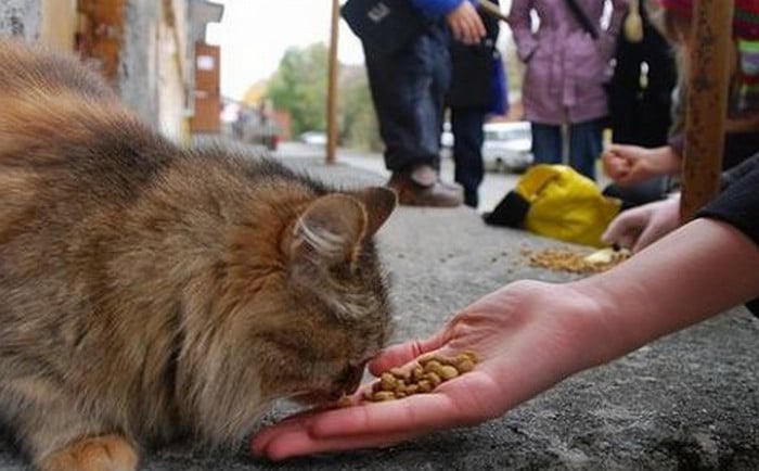 кормит бездомного кота