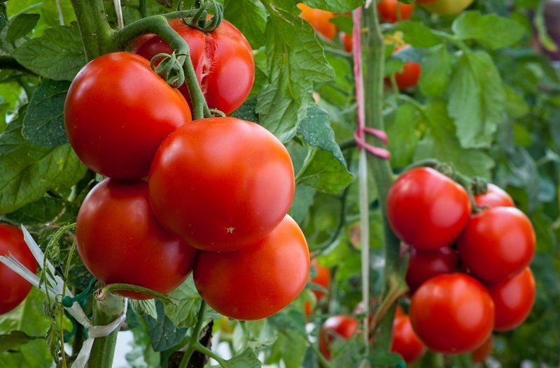почему чернеют помидоры на кусту