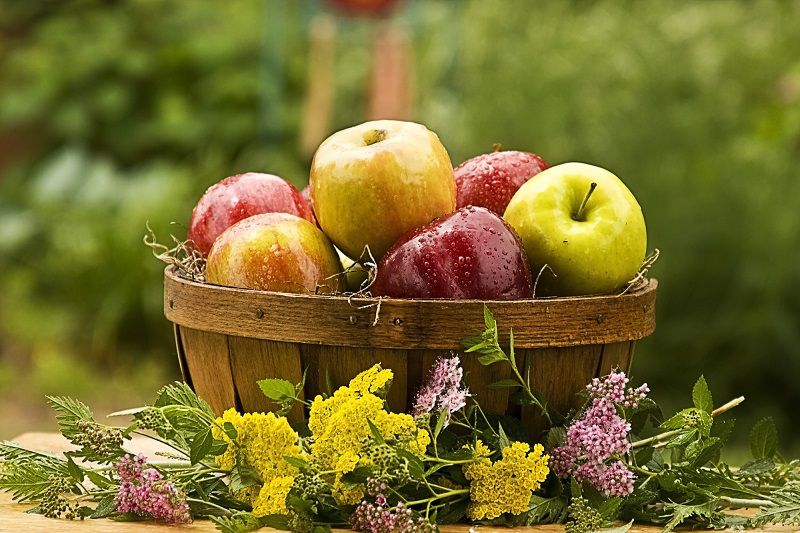 лечебные свойства яблока
